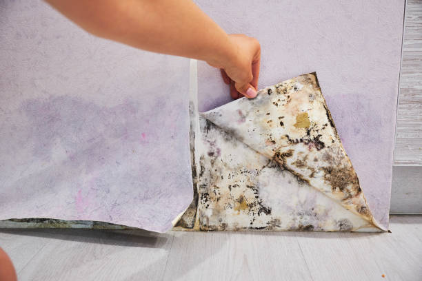 Best Fire Damage Restoration  in Liberty, PA